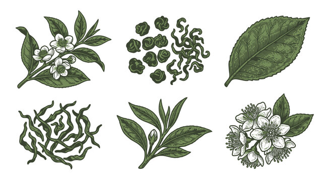 Botanical vector illustration with leaves flowers and microbe cells.