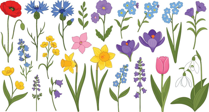 Colorful Spring Wildflower Collection Set with Botanical Garden Blooms Including Tulip, Daffodil, Crocus, and Lavender for Floral Designs