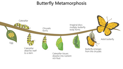 Obraz premium Educational diagram showing butterfly metamorphosis from egg and caterpillar to chrysalis, emerging butterfly, and adult butterfly diagram hand drawn schematic raster. Science educational illustration