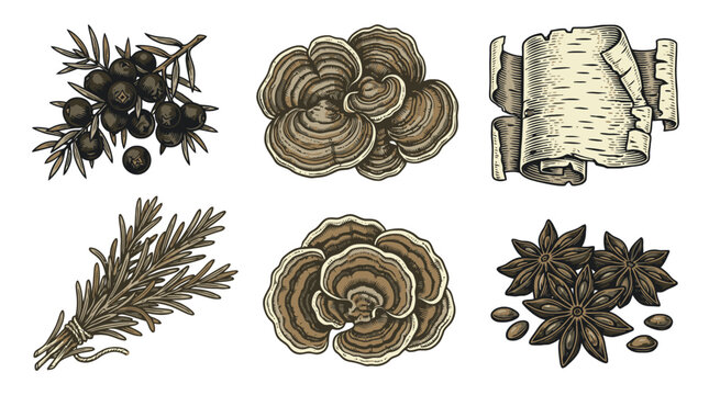 Vintage herb and spice vector collection for cooking recipes and kitchen branding.