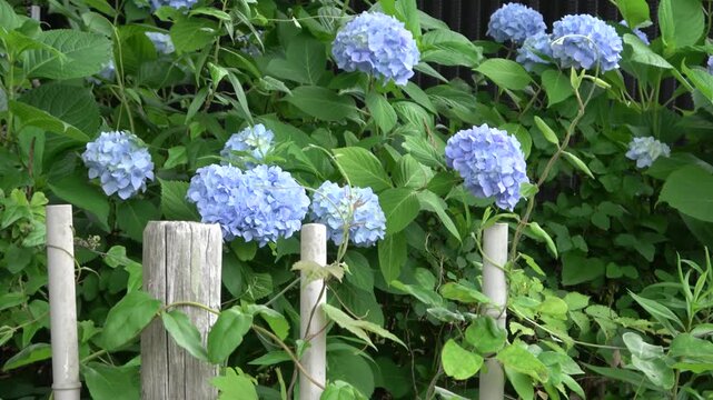 初夏の訪れ 素朴な木の杭と鮮やかに咲く青いアジサイの群生