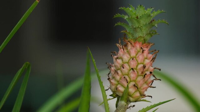 close up of ornamental pineapple planted in the yard