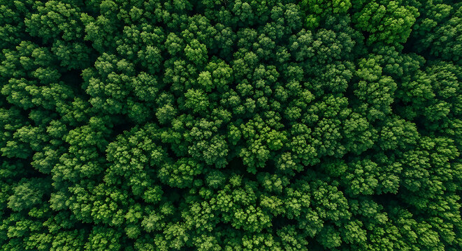 Aerial view of a dense green forest canopy texture background with woodland environment landscape overhead wilderness