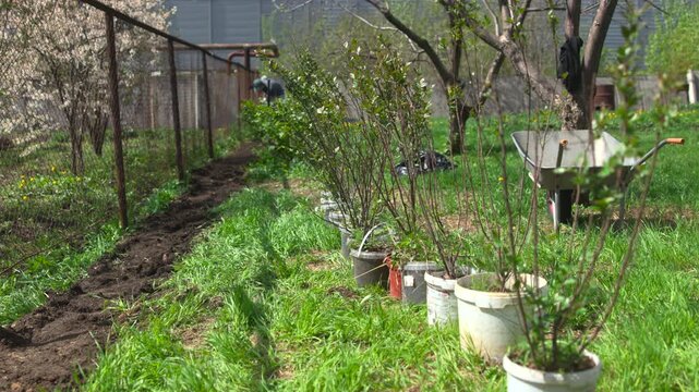 Young shrubs in pots along a garden path