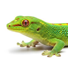 Fototapeta premium Close up portrait of a bright green gecko lizard