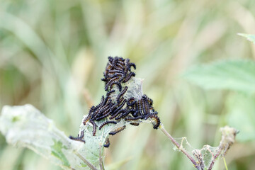 Fototapeta premium Aglais io caterpillars on a leaf in summer