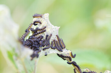 Fototapeta premium Aglais io caterpillars in a web on the leaf