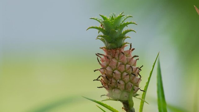 close up of ornamental pineapple planted in the yard