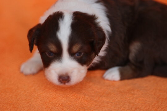 A brown and white puppy is laying on an orange blanket