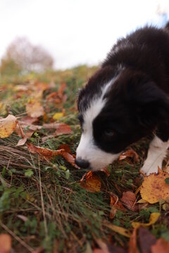 A black and white dog is sniffing the ground in a field of autumn leaves