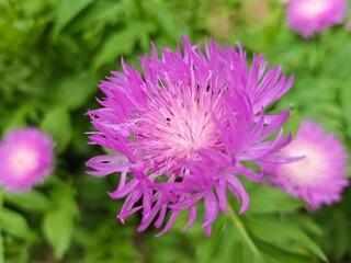 Fototapeta premium Macro shot of a single beautiful pink cornflower blooming in a garden.