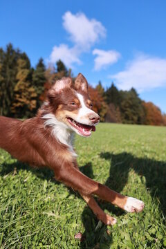 A brown and white dog is running in a field with a blue sky in the background