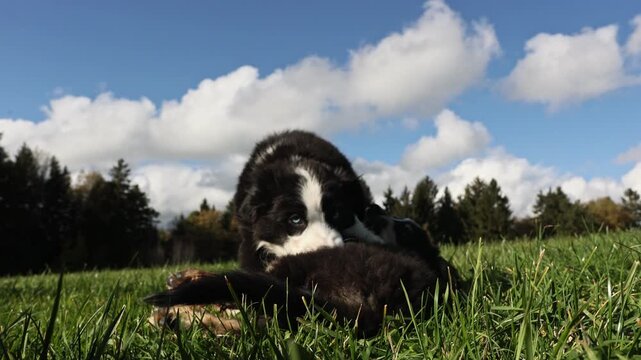 A black cat is playing with a kitten in a grassy field