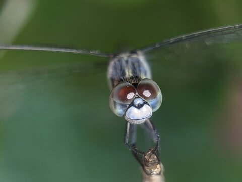 close up of a blue dragonfly