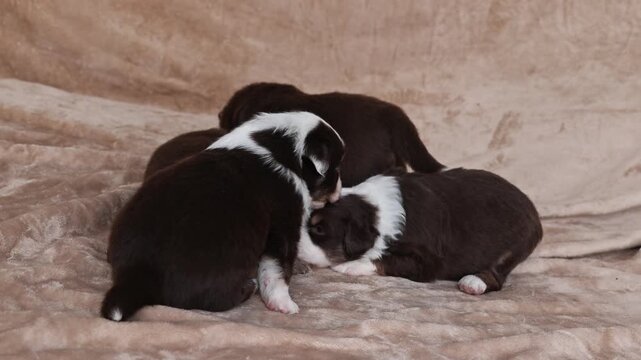 A group of puppies are laying on a bed