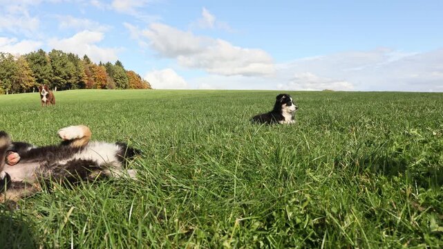A black dog is urinating on the grass