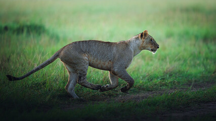 young lion playing in Masai Nara © ahmed
