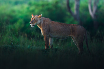 Beautiful lioness in Masai Mara © ahmed