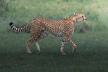 Cheetah walking and explosive bursts of speed to hunt © ahmed
