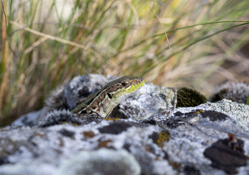 A green lizard, Ophisops elegans, peers curiously from behind a rock.
