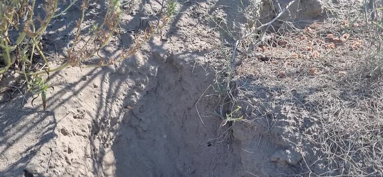 Small Mammal Burrow Entrance Beneath a Bush in Natural Habitat
