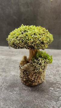Water from a spray bottle falls onto a dry, miniature preserved moss and lichen tree, causing the green colors to vividly instantly brighten and appear fresh and alive.