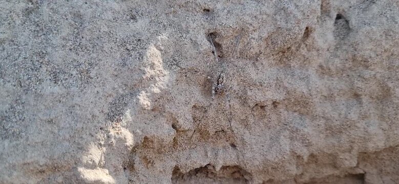 Camera Tilts Down from Long-Legged Spider on Sandy Wall to Rodent Burrow