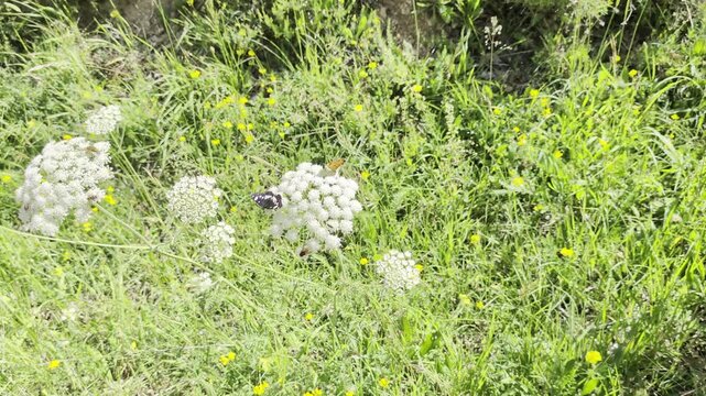 Primo piano naturalistico con due farfalle e un&rsquo;ape posate su fiori bianchi selvatici in un prato verde