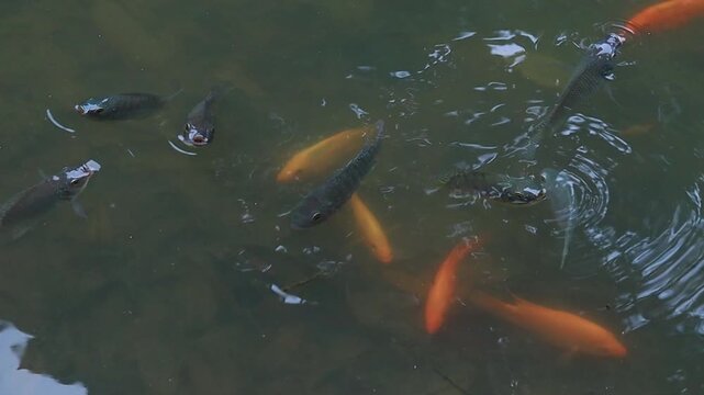 Group of tilapia fish swimming beneath the water surface in a freshwater pond. Natural aquatic life scene showing fish movement, reflections, and a calm pond environment.