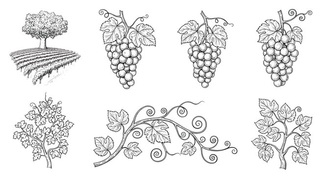 Set of hand drawn vineyard sketches showing grape clusters vine leaves and a picturesque landscape for wine label or agricultural design.