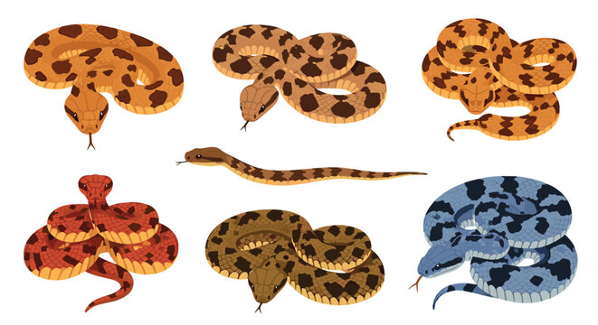 Detailed set of snake illustrations showing different species with various colorful scales and patterns in coiled and crawling poses.