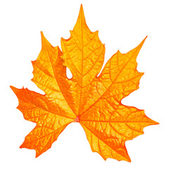 Fototapeta premium Orange autumn leaf isolated on white background, top view macro of bright yellow maple foliage element for seasonal design template.
