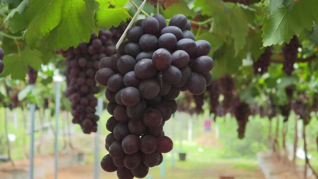 Fresh seedless grapes from the farm.