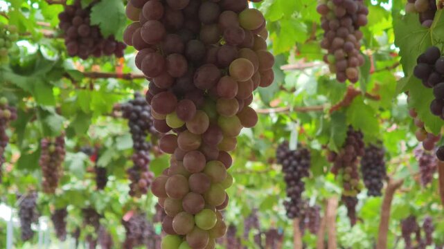 Fresh seedless grapes from the farm.