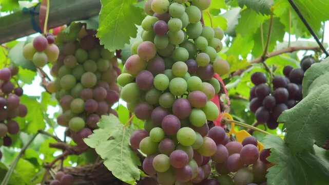 Fresh seedless grapes from the farm.