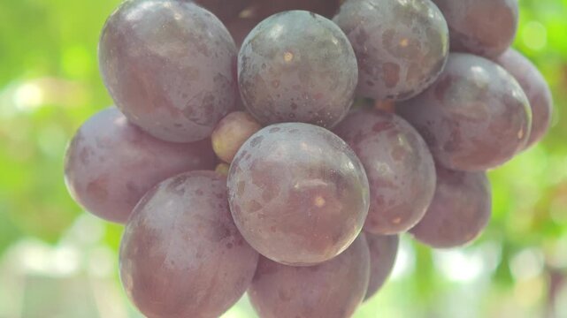 Fresh seedless grapes from the farm.