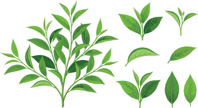 Fresh Green Tea Leaves and Branch Vector Set Featuring Single Leaf Clusters Sprouts and Twigs for Organic Beverage Packaging Designs