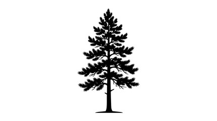 A single pine tree silhouette standing. © Pemberi