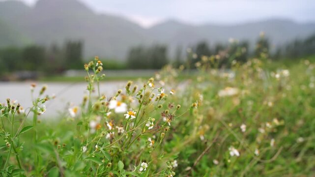 Alpine meadow with colorful flowers, green grass, mountains, and blue sky in a peaceful summer landscape