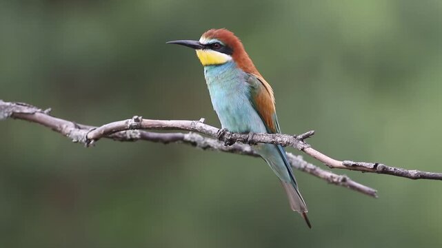 European bee-eater calling on a branch, colorful bird vocalizing in real time