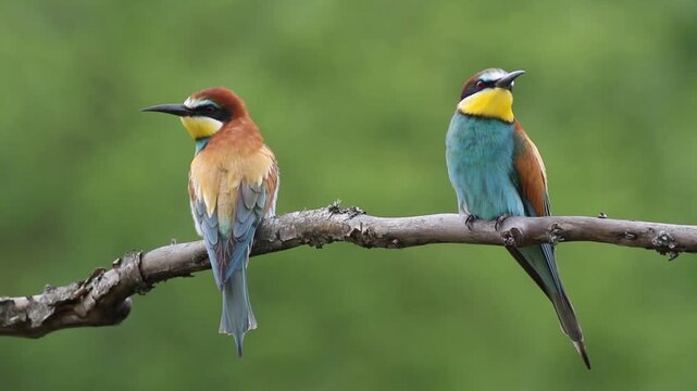 Pair of European bee-eaters perched on a branch, colorful birds wildlife interaction