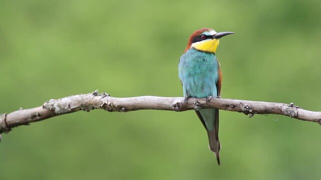 European bee-eater calling on a wooden branch, colorful bird vocalizing in real time