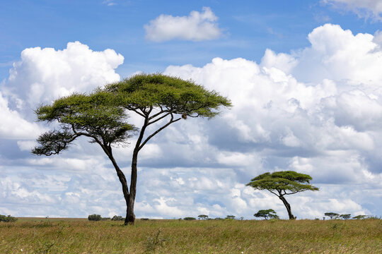 Umbrella Acacias Beneath Towering Clouds