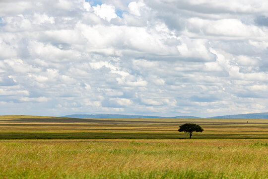 Lone Acacia Across Endless Serengeti Plains