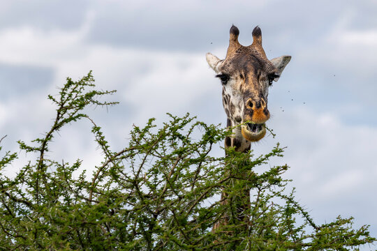 Giraffe Browsing Thorny Acacia Canopy