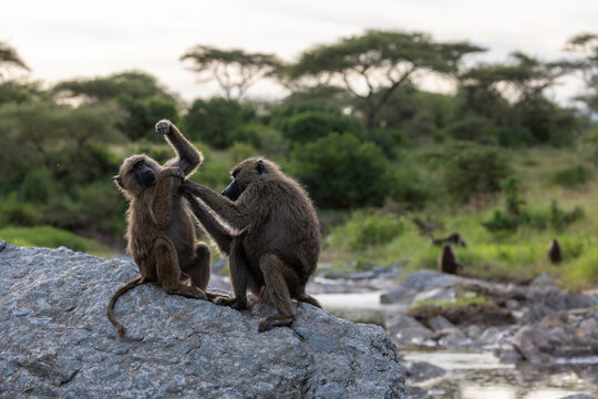 Social Grooming Among Wild African Baboons