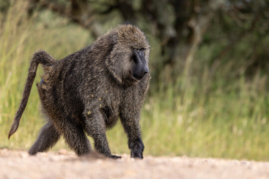 Adult Olive Baboon Crossing Safari Track