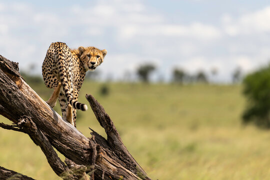 Alert Cheetah Looking Back Across Plains