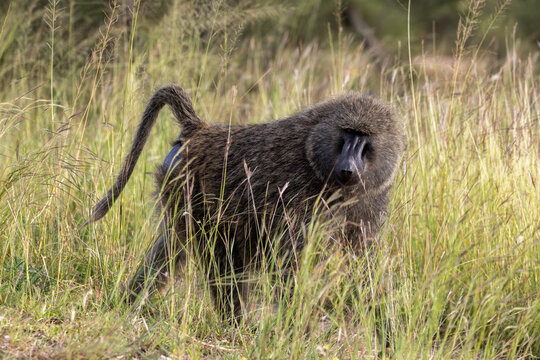 Olive Baboon Moving Through Tall Grass