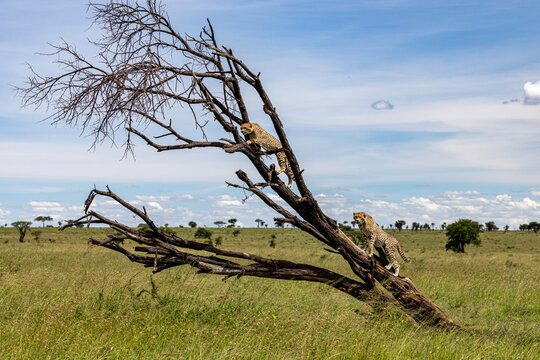 Two Cheetahs Climbing Fallen Savannah Tree